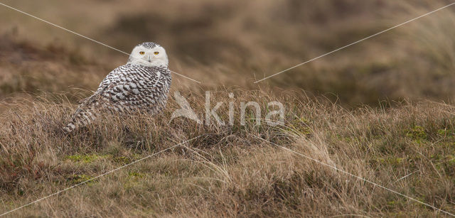 Snowy Owl (Bubo scandiacus)