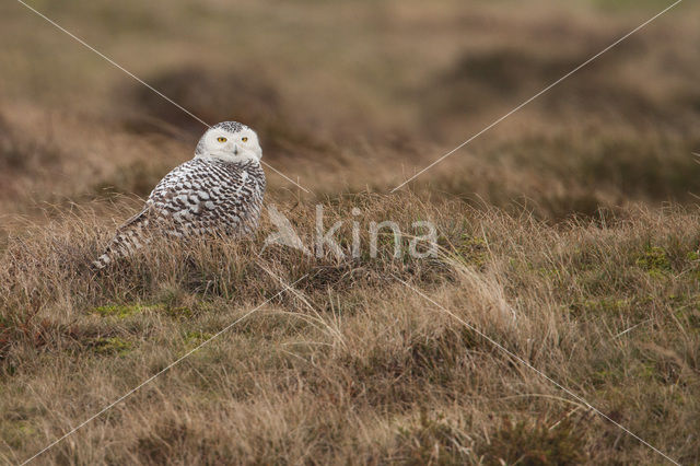 Snowy Owl (Bubo scandiacus)