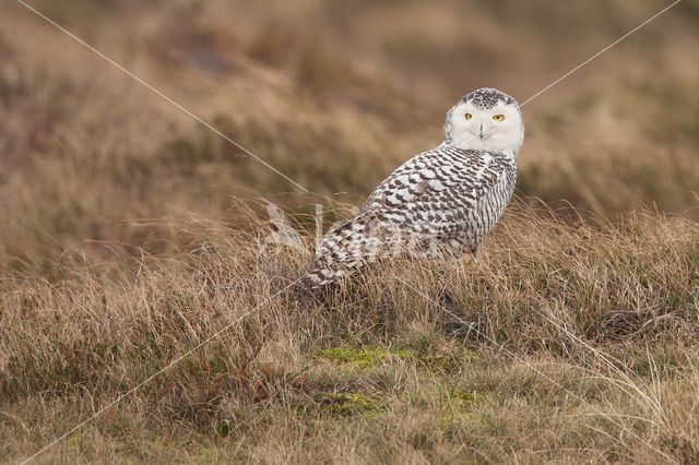 Snowy Owl (Bubo scandiacus)