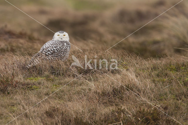 Snowy Owl (Bubo scandiacus)