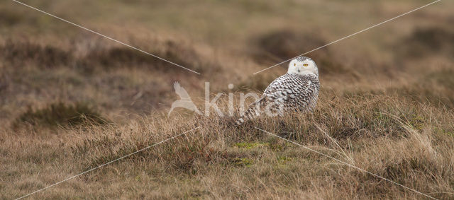 Snowy Owl (Bubo scandiacus)