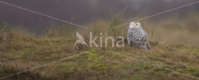 Snowy Owl (Bubo scandiacus)