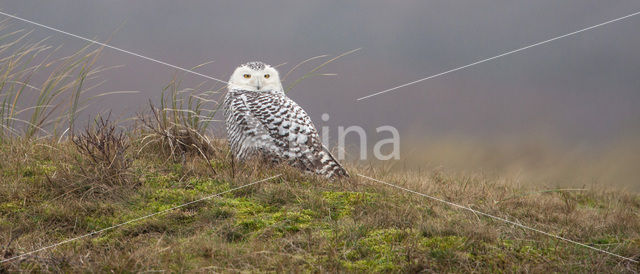 Snowy Owl (Bubo scandiacus)