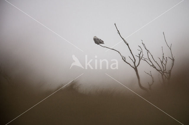 Snowy Owl (Bubo scandiacus)