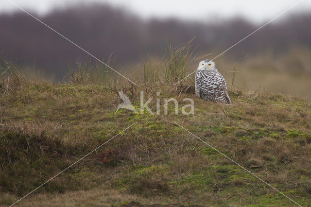 Snowy Owl (Bubo scandiacus)