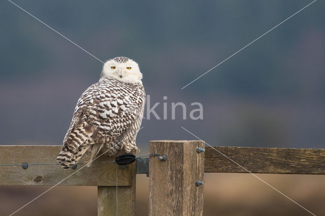 Snowy Owl (Bubo scandiacus)