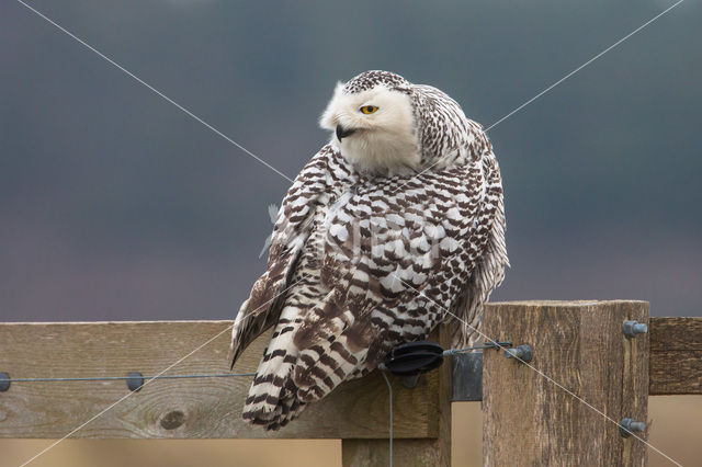 Snowy Owl (Bubo scandiacus)