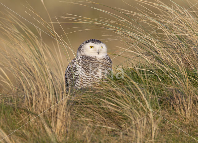 Sneeuwuil (Bubo scandiacus)