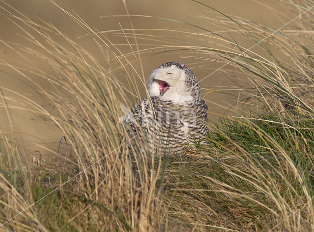 Sneeuwuil (Bubo scandiacus)