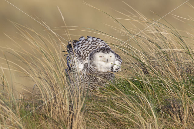 Snowy Owl (Bubo scandiacus)