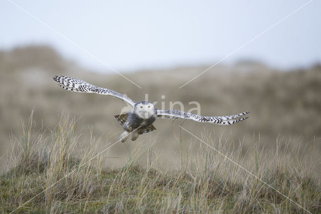 Snowy Owl (Bubo scandiacus)