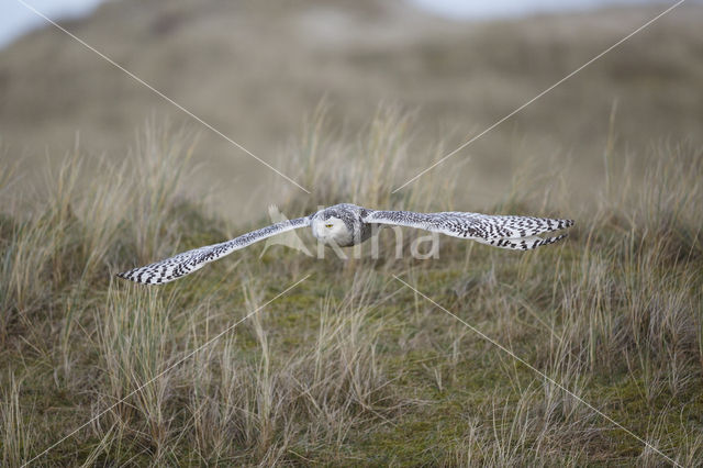 Sneeuwuil (Bubo scandiacus)