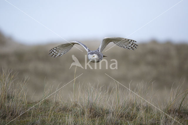 Snowy Owl (Bubo scandiacus)