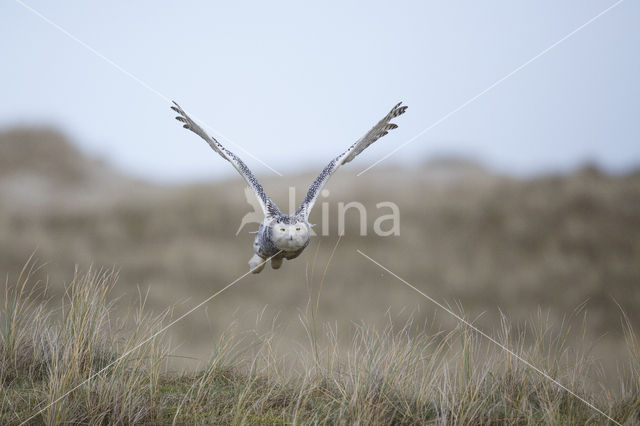 Snowy Owl (Bubo scandiacus)