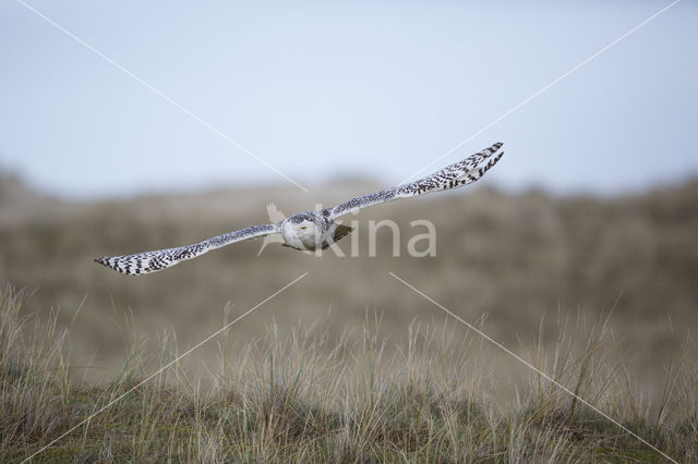 Snowy Owl (Bubo scandiacus)