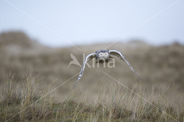 Sneeuwuil (Bubo scandiacus)