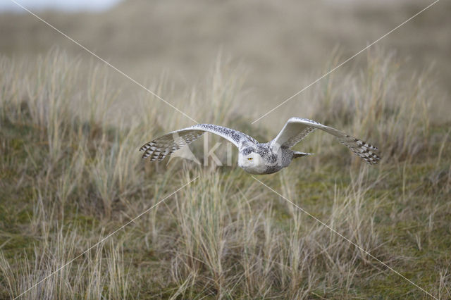 Sneeuwuil (Bubo scandiacus)