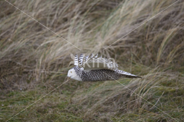 Snowy Owl (Bubo scandiacus)