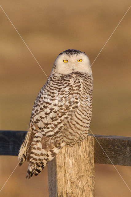 Snowy Owl (Bubo scandiacus)