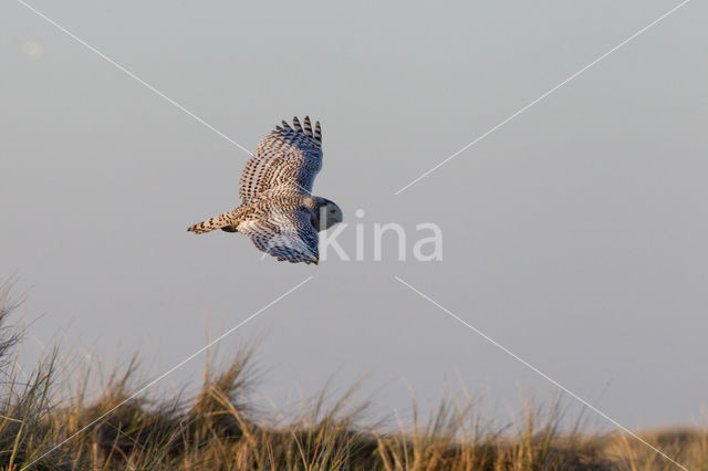 Snowy Owl (Bubo scandiacus)