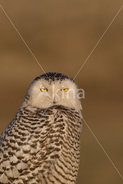 Snowy Owl (Bubo scandiacus)