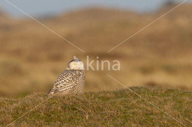 Snowy Owl (Bubo scandiacus)