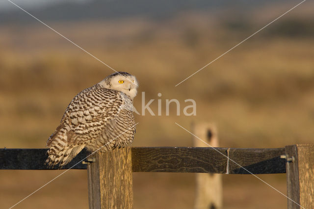 Snowy Owl (Bubo scandiacus)