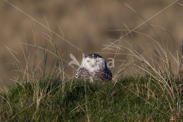 Snowy Owl (Bubo scandiacus)