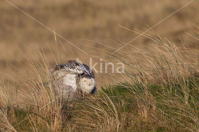 Sneeuwuil (Bubo scandiacus)