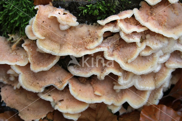 Jelly Rot (Merulius tremellosus)