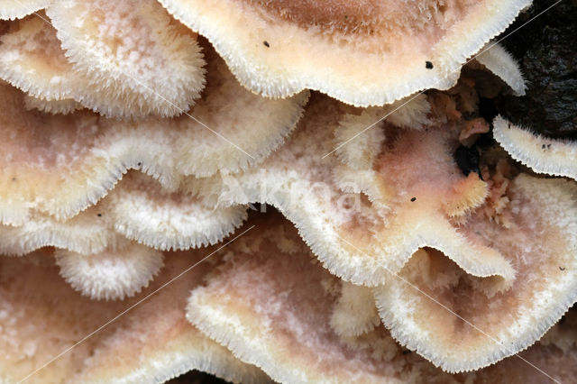 Spekzwoerdzwam (Merulius tremellosus)