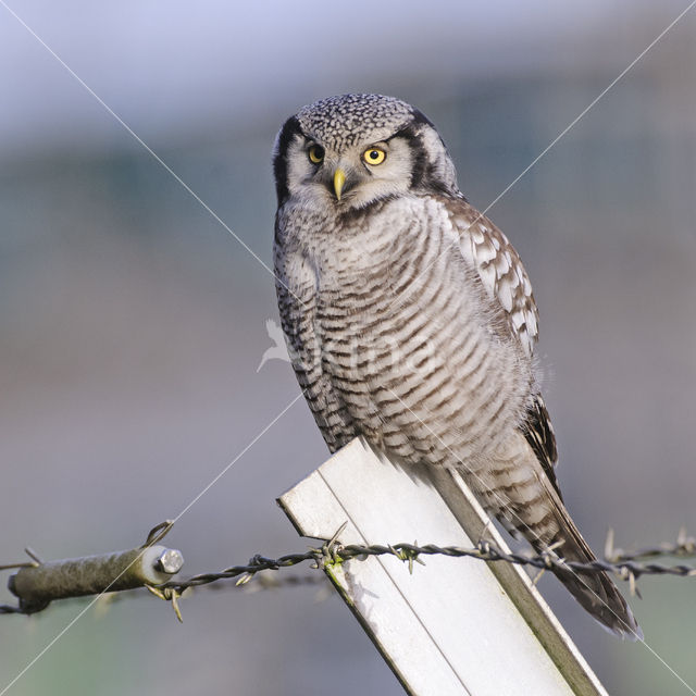 Northern Hawk Owl (Surnia ulula)