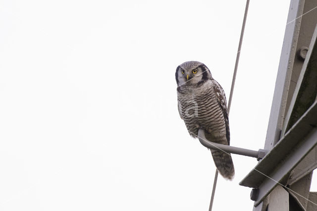 Northern Hawk Owl (Surnia ulula)