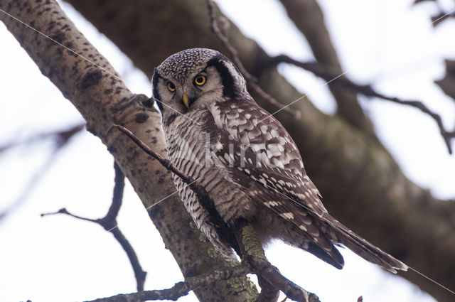 Northern Hawk Owl (Surnia ulula)
