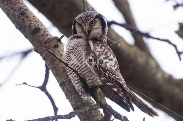 Northern Hawk Owl (Surnia ulula)