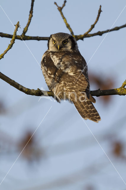 Northern Hawk Owl (Surnia ulula)