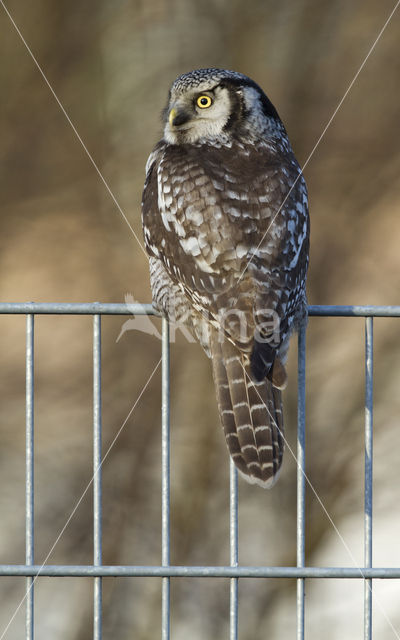 Northern Hawk Owl (Surnia ulula)