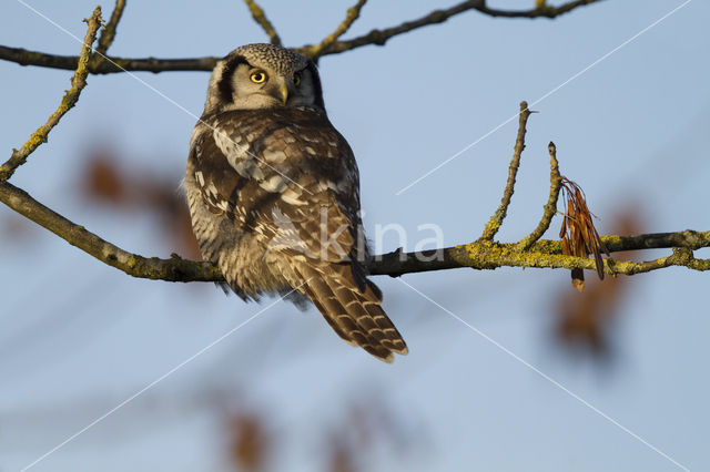 Northern Hawk Owl (Surnia ulula)