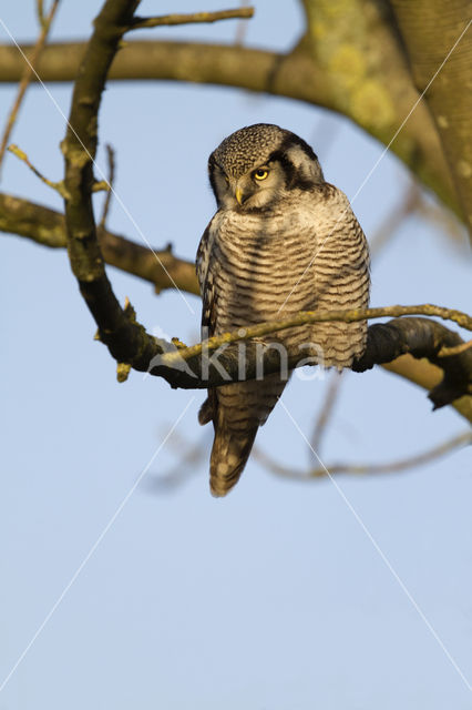 Northern Hawk Owl (Surnia ulula)