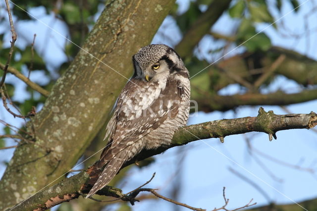 Northern Hawk Owl (Surnia ulula)