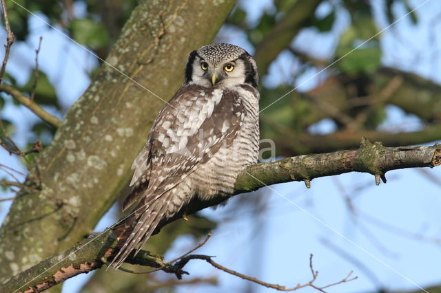 Northern Hawk Owl (Surnia ulula)
