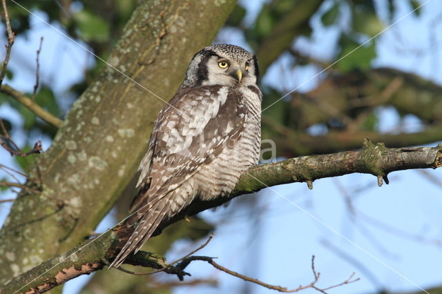 Northern Hawk Owl (Surnia ulula)