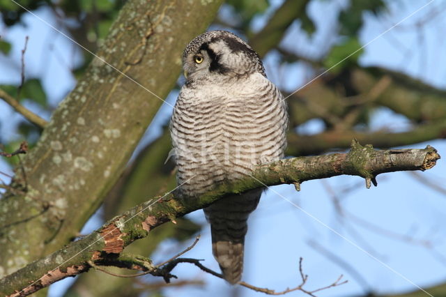 Northern Hawk Owl (Surnia ulula)