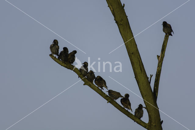 European Starling (Sturnus vulgaris)