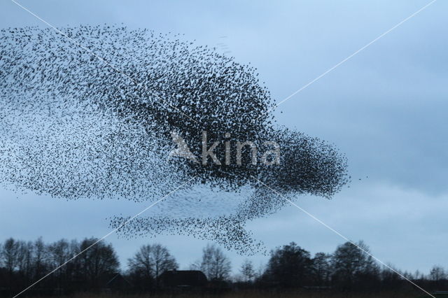 European Starling (Sturnus vulgaris)