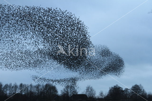 European Starling (Sturnus vulgaris)