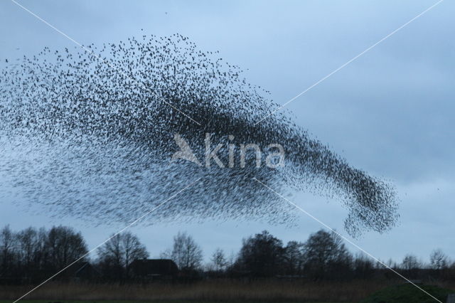 European Starling (Sturnus vulgaris)