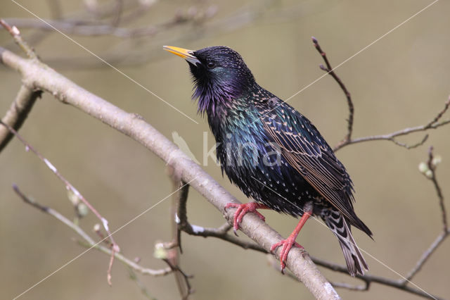 European Starling (Sturnus vulgaris)