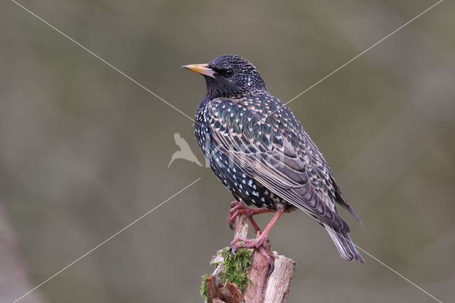 European Starling (Sturnus vulgaris)