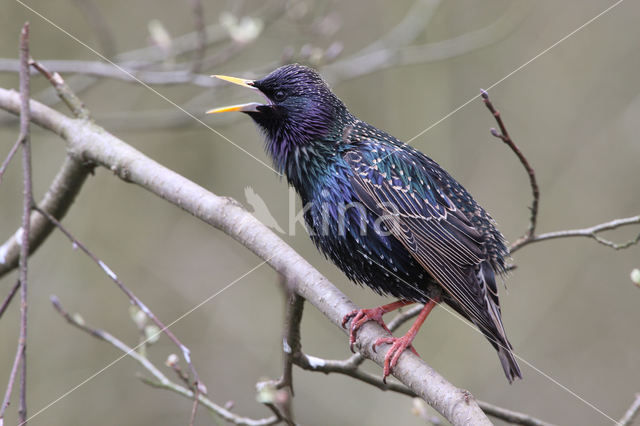 European Starling (Sturnus vulgaris)